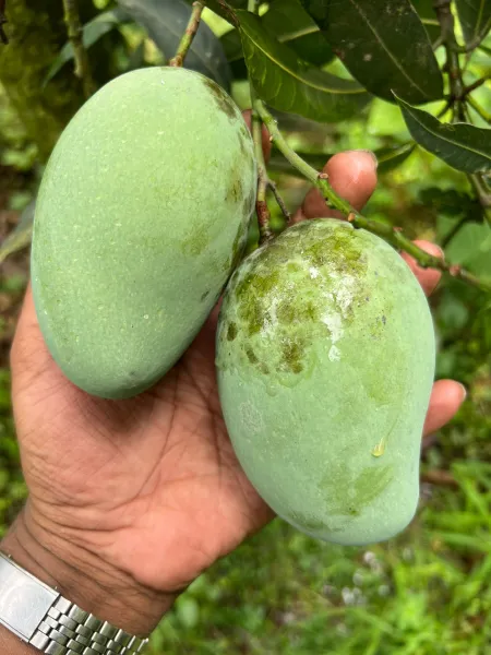 আম্রপালি ২০ কেজি (প্যাকেজিং এবং ডেলিভারিসহ)